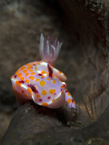 Ceratosoma amoena, Bare Island by Doug Anderson 